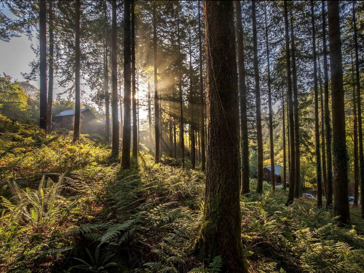 Deerpark Cabins, Cornwall - Forest Holidays Liskeard Exteriör bild